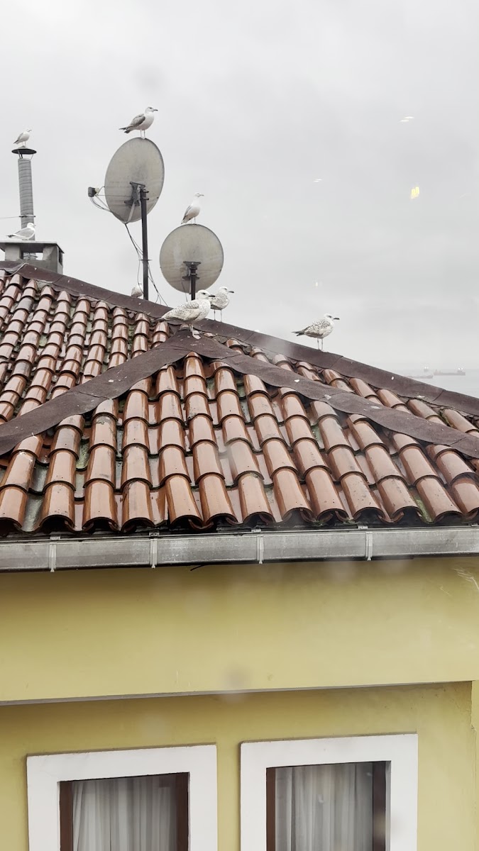 360 Roof Restaurant — fotoğraf 3