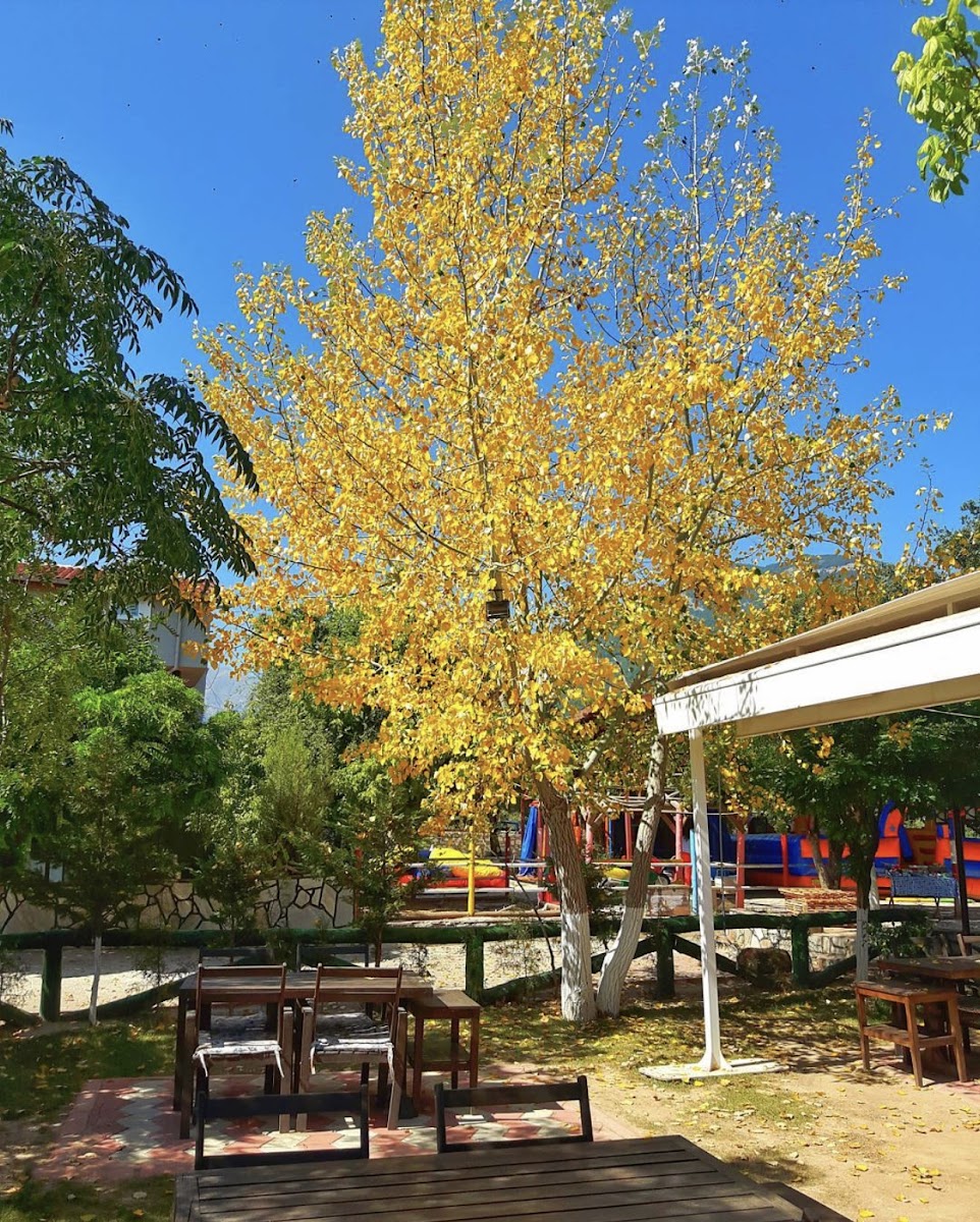 Abacı At Çiftliği — fotoğraf 4