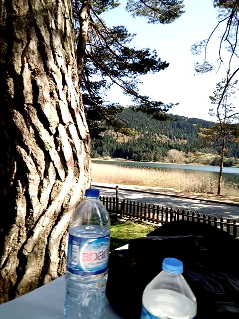 Abant Çamlık Restoran — fotoğraf 3