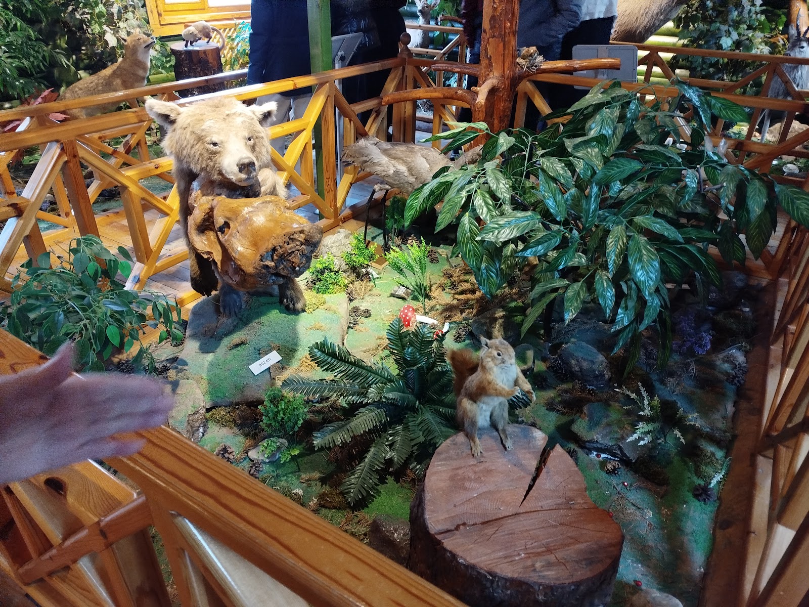 Abant Tabiat Müzesi — fotoğraf 2