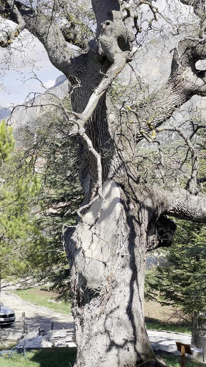 Abdullah Mihal Gazi Türbesi — fotoğraf 2