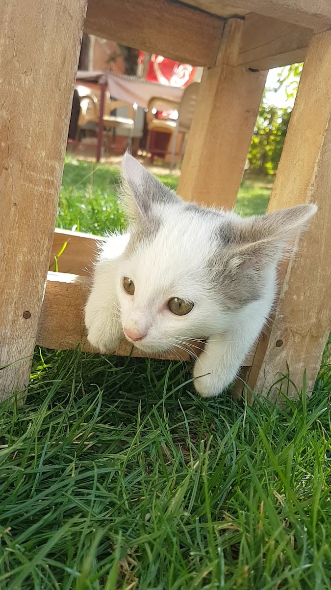 Adıyaman Kartaltepe Cafe Kahvaltı Salonu — fotoğraf 3