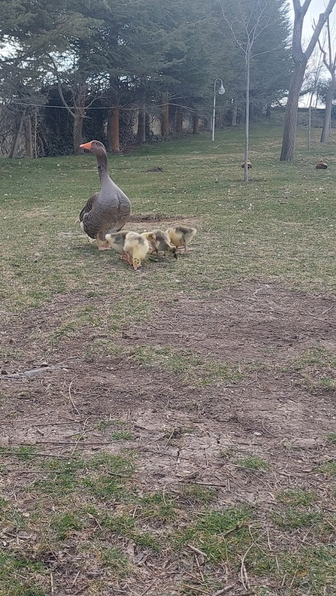 Afyon Başaranlar Termal Kaplıca Otel Gazlıgöl — fotoğraf 3