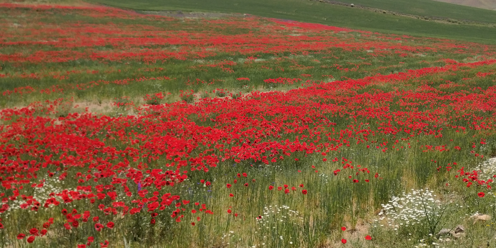 AĞAÇÖREN DISTRICT — photo 2