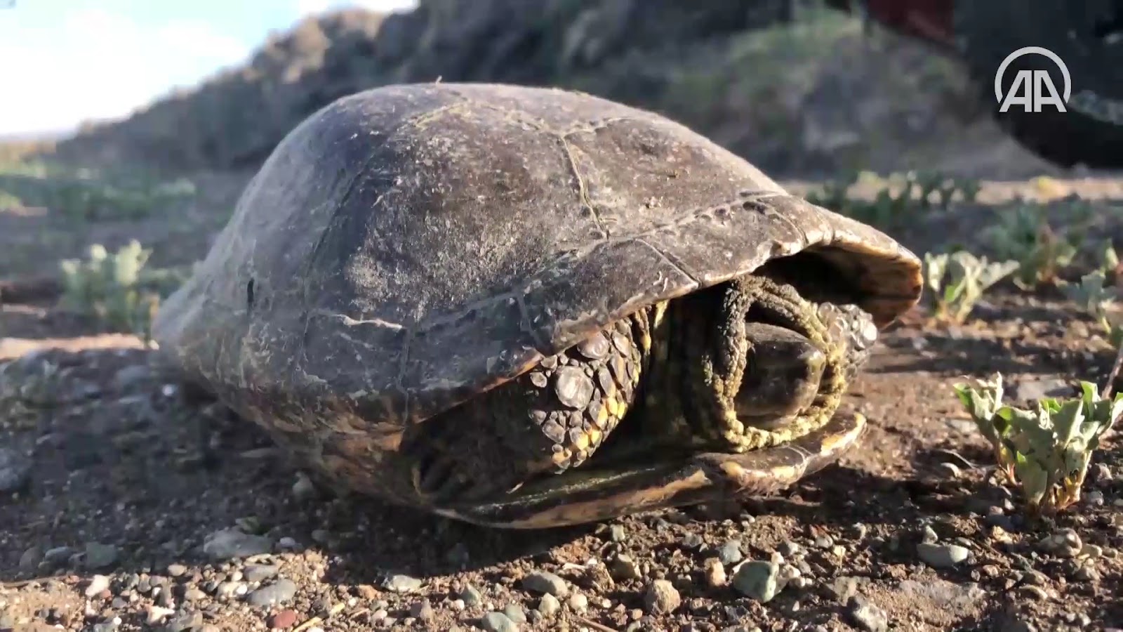 Ağrı Dağı Milli Parkı — fotoğraf 4