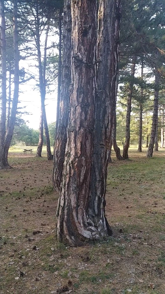 Aladağ Mesire Alanı — fotoğraf 2