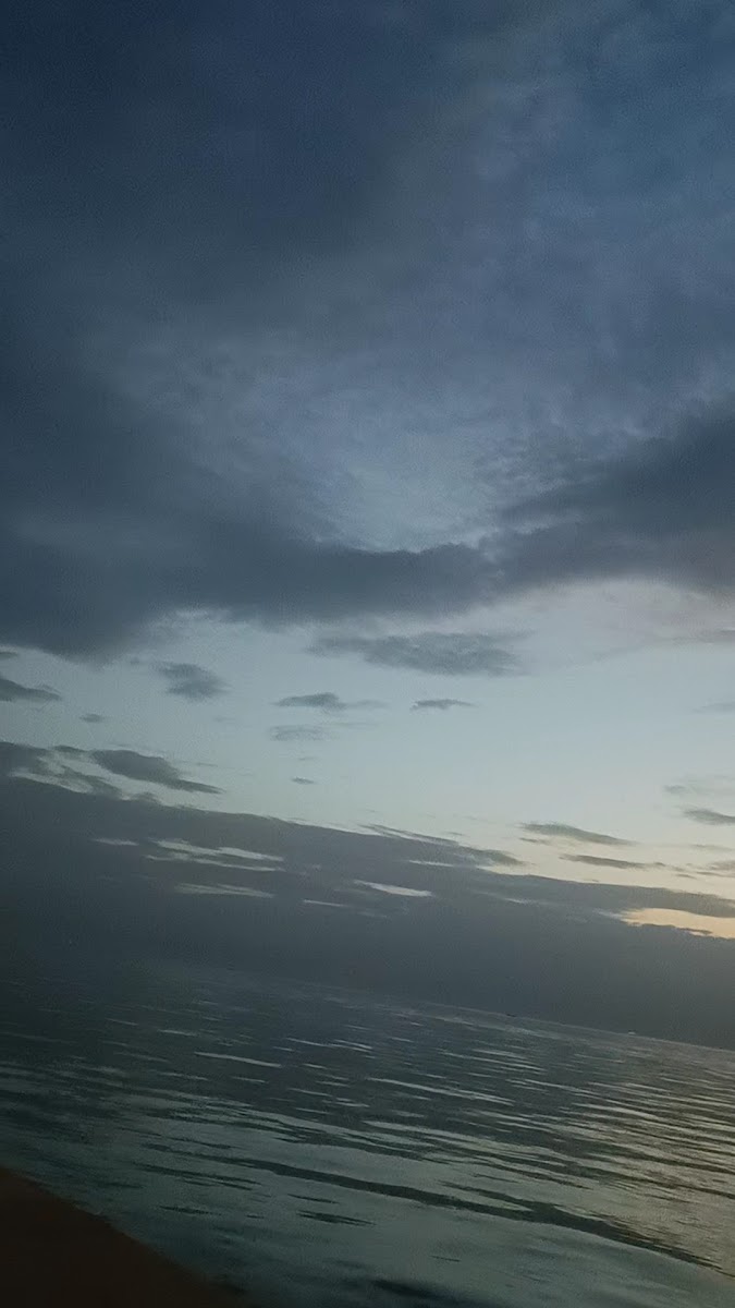 Albatros — photo 2