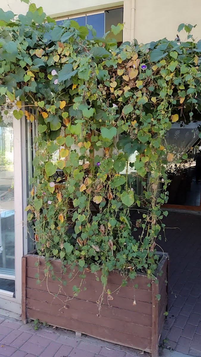 Alesta Cafe & Kahvaltı Salonu — fotoğraf 3