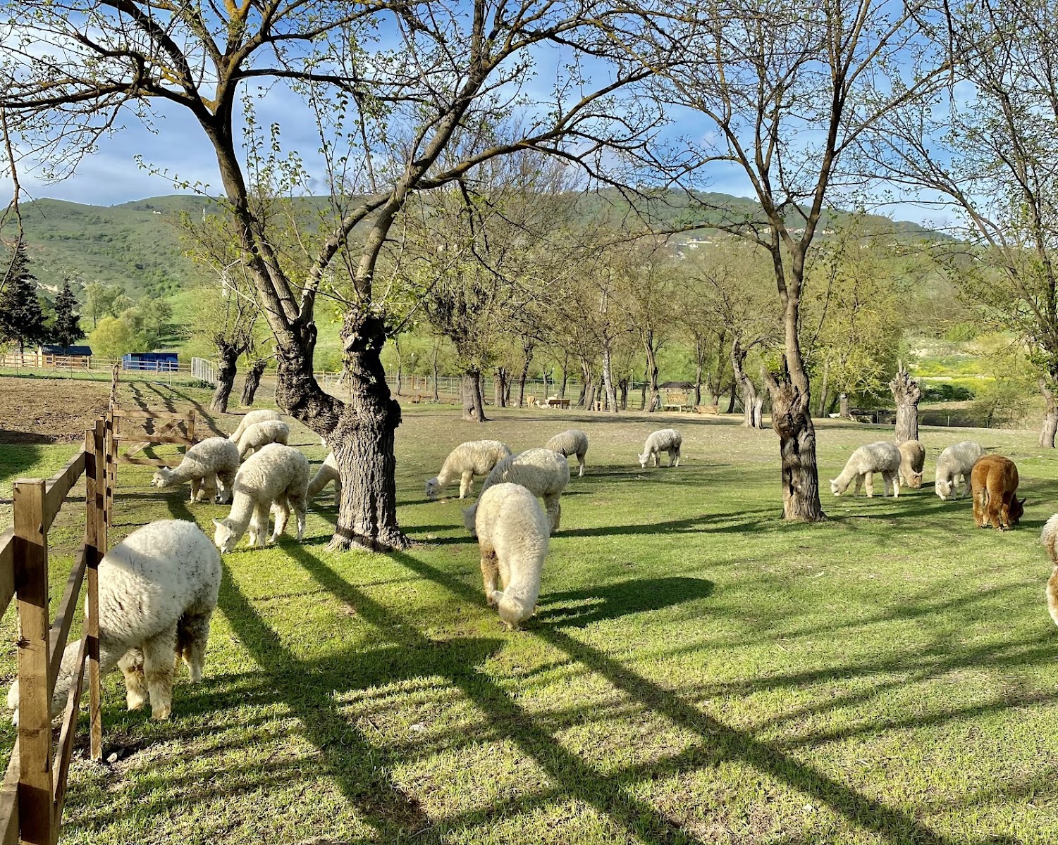 Alpaca Azerbaijan — photo