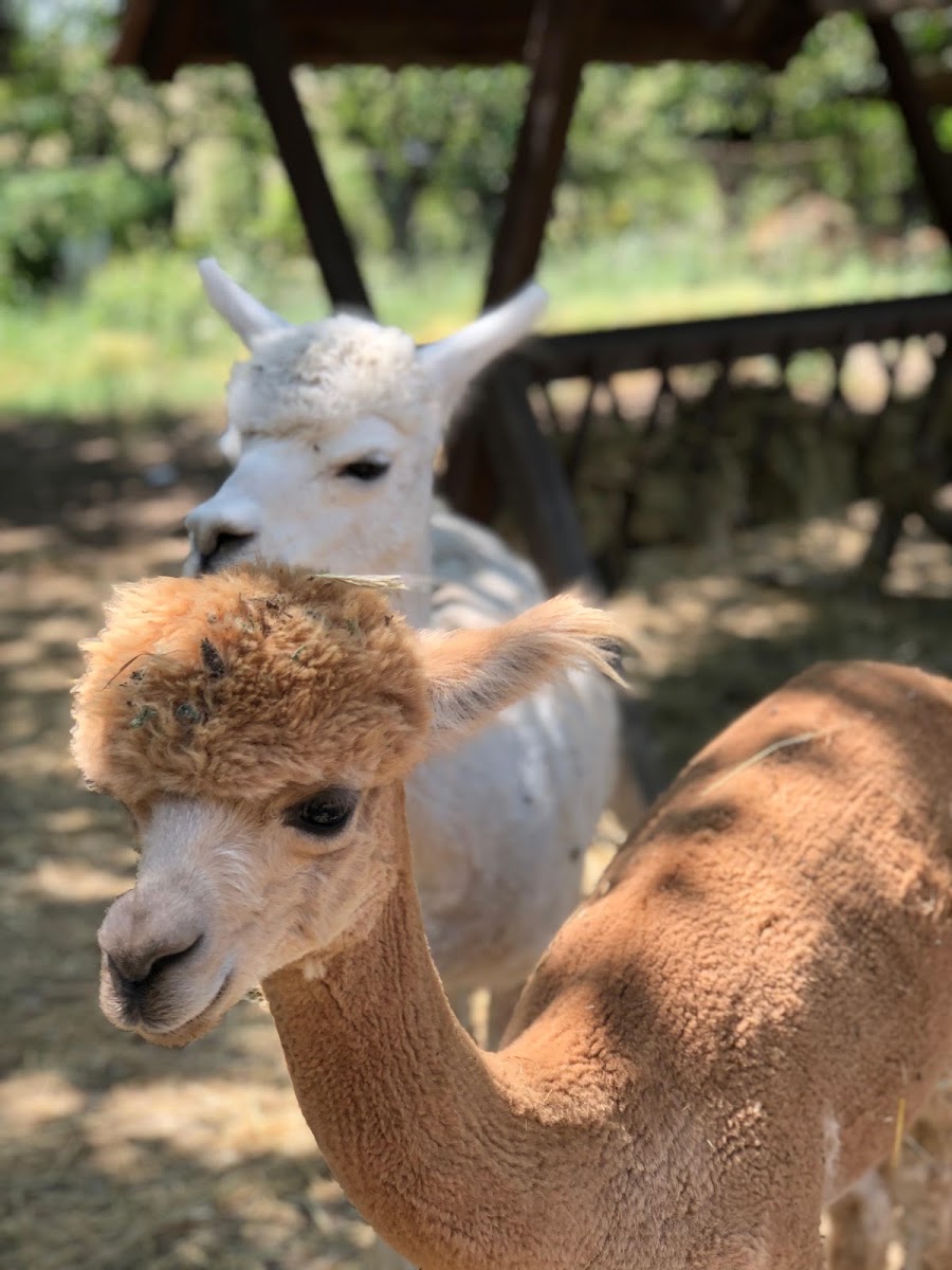 Alpaca Azerbaijan — photo 3