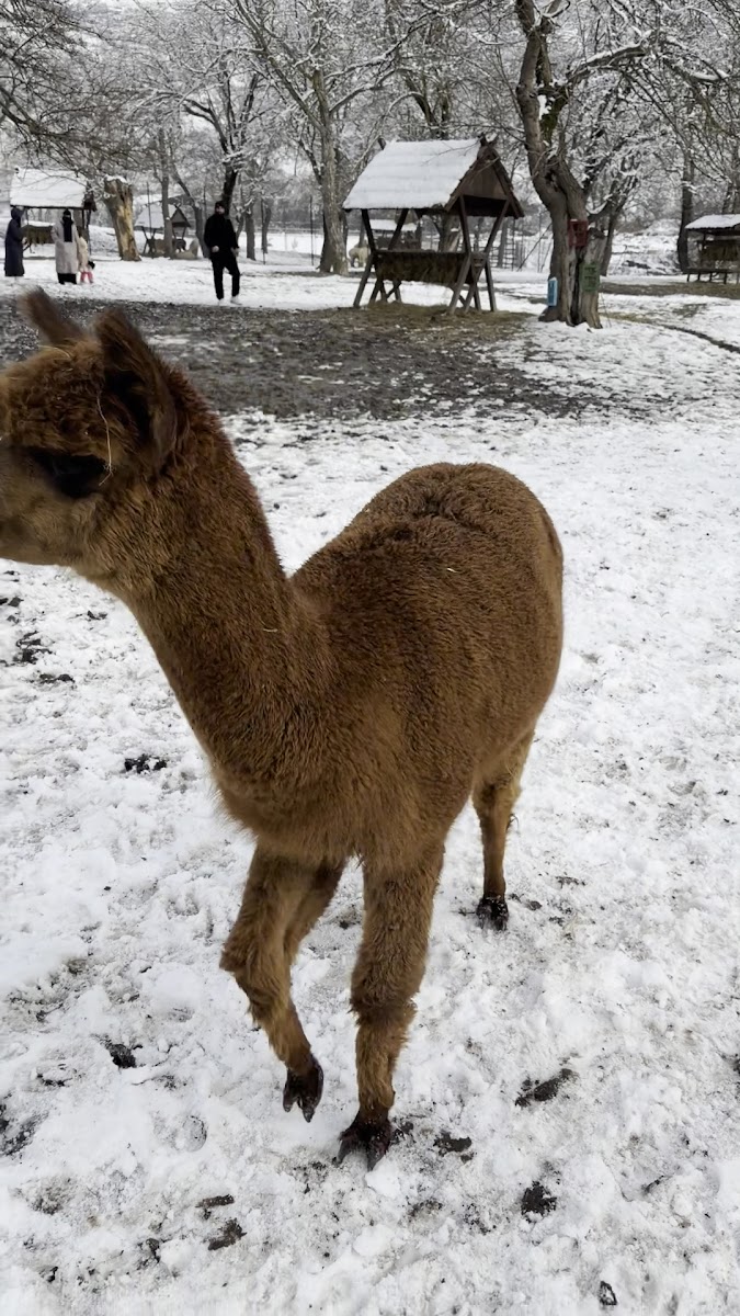 Alpaca Azerbaijan — fotoğraf 3