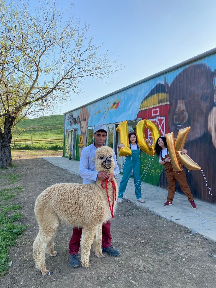 Alpaca Azerbaijan — fotoğraf 4