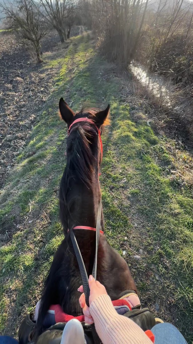 Alpbey At Çiftliği — fotoğraf 3