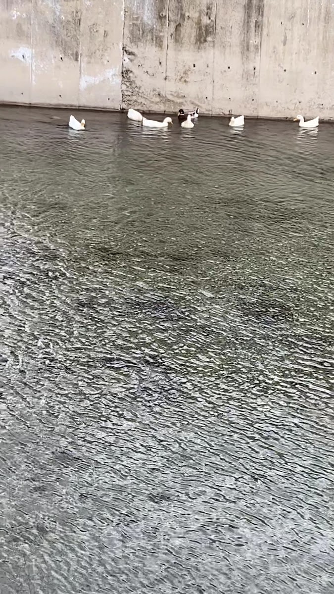 Altinoluk Park — fotoğraf 2