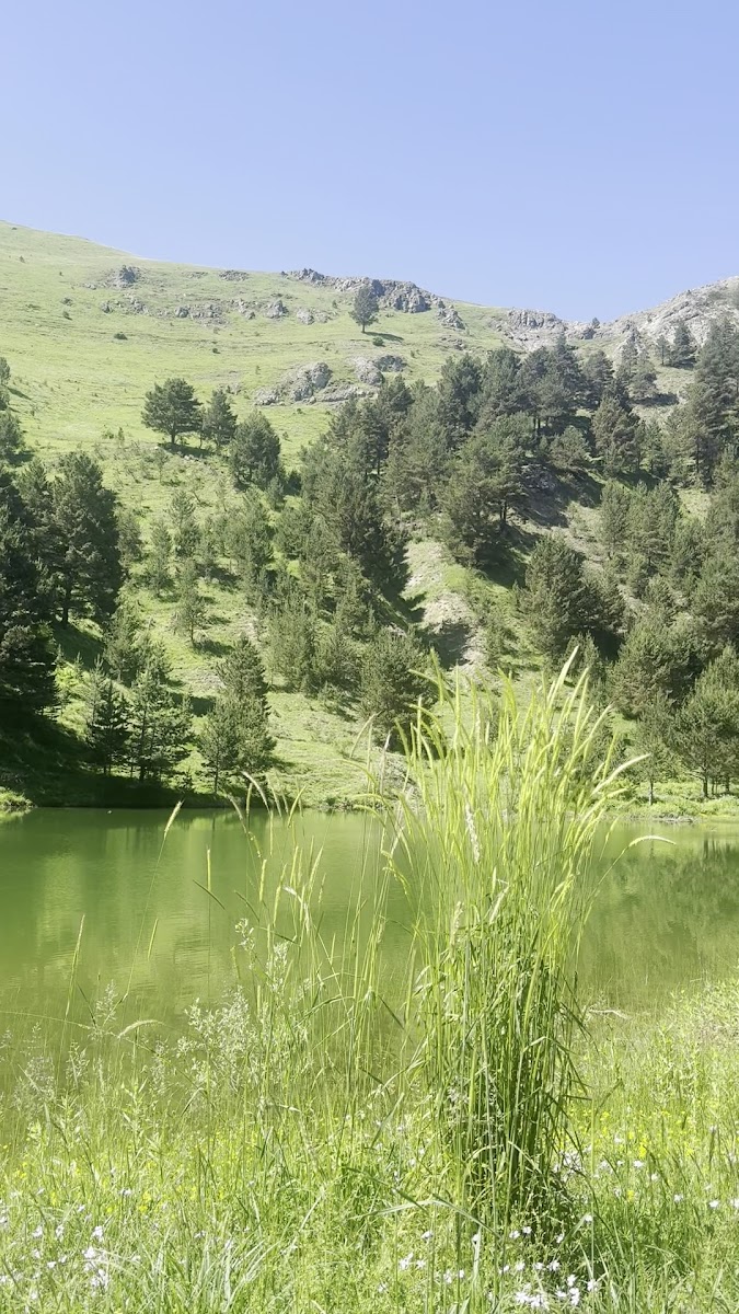 Altınpınar Limni Gölü — fotoğraf 2