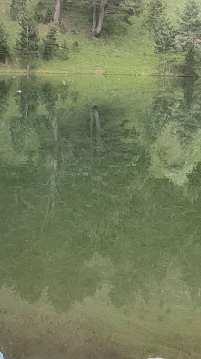 Altınpınar Limni Gölü — fotoğraf 3