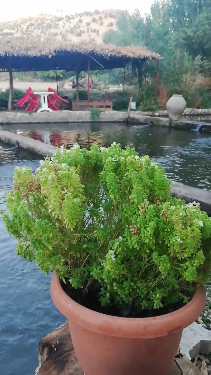 ALTUN ALABALIK — photo 3