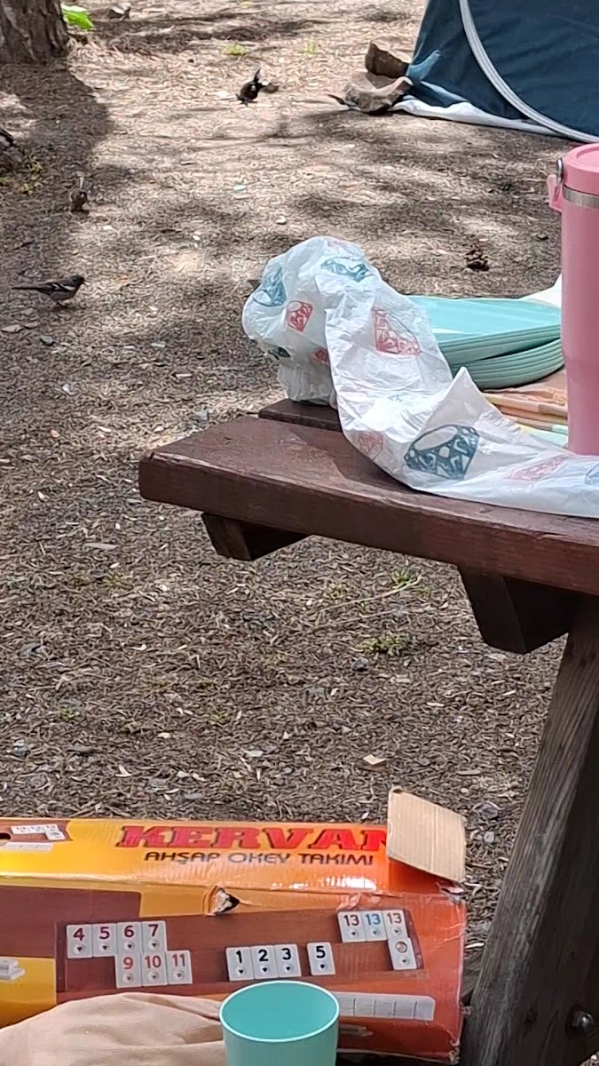 Aluçdağı Tabiat Parkı — photo 3
