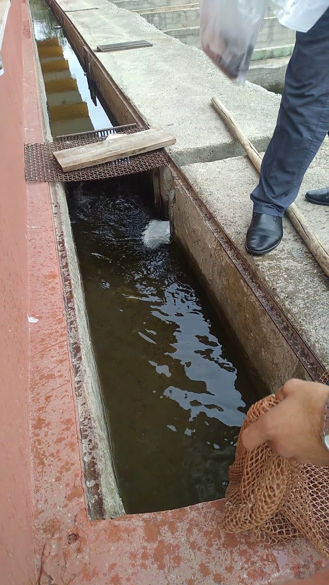 Alucra Alabalık Tesisleri — photo 3