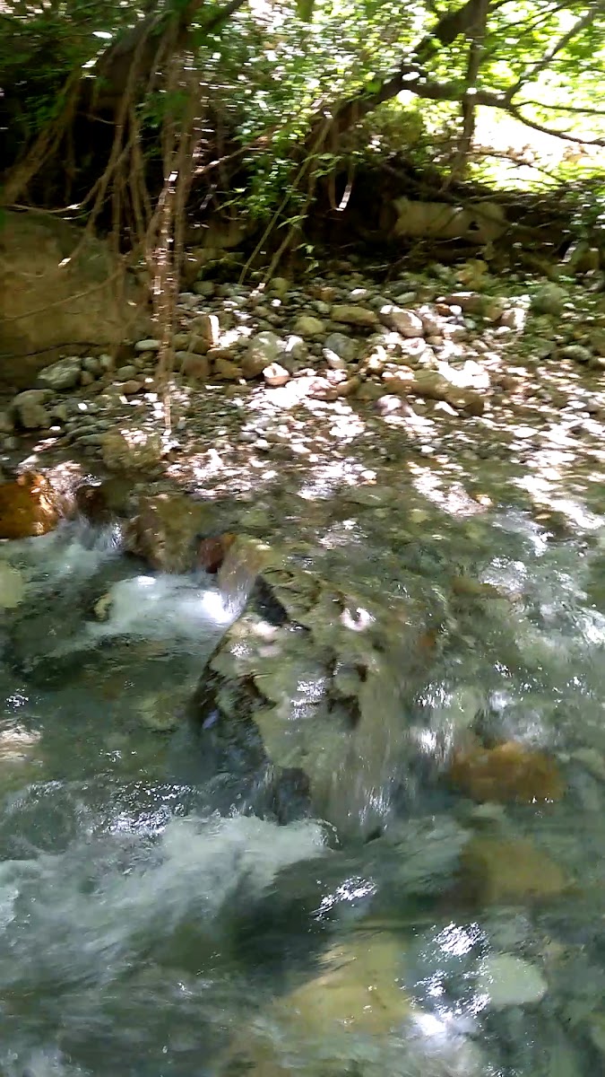 Amcabey Alabalık — fotoğraf 3