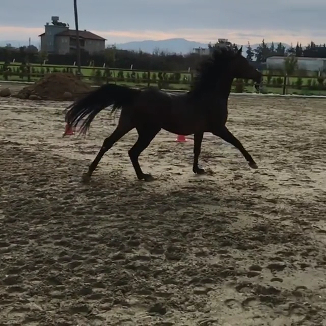 Antakya Atlı Spor Kulubü — fotoğraf 3