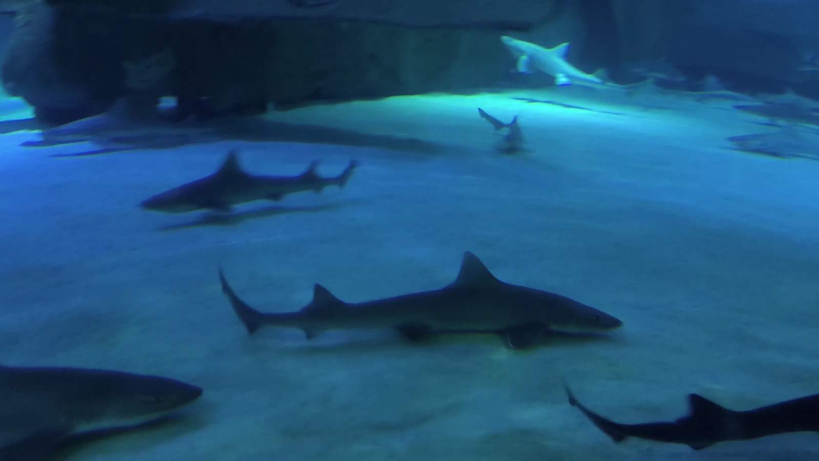 Antalya Aquarium — photo 3