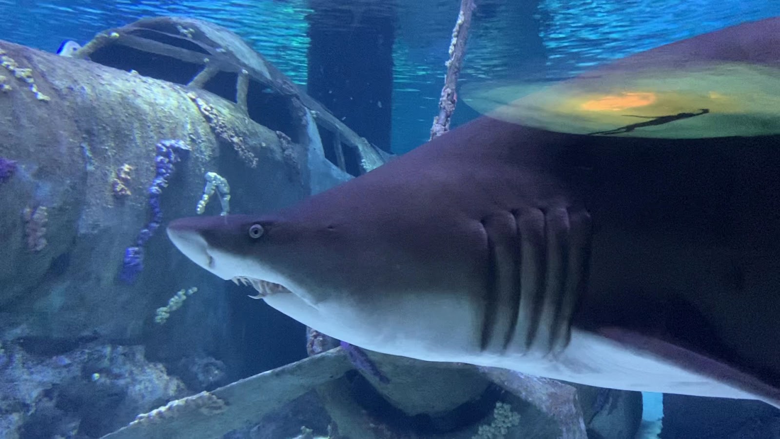 Antalya Aquarium — fotoğraf 3