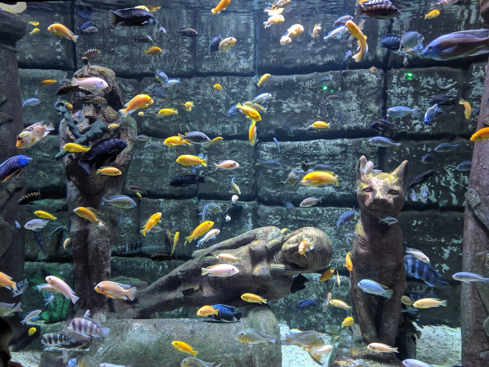 Antalya Aquarium — fotoğraf 4