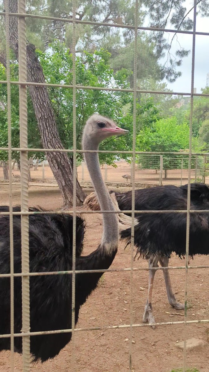 ANTALYA DOĞAL YAŞAM PARKI — fotoğraf 3