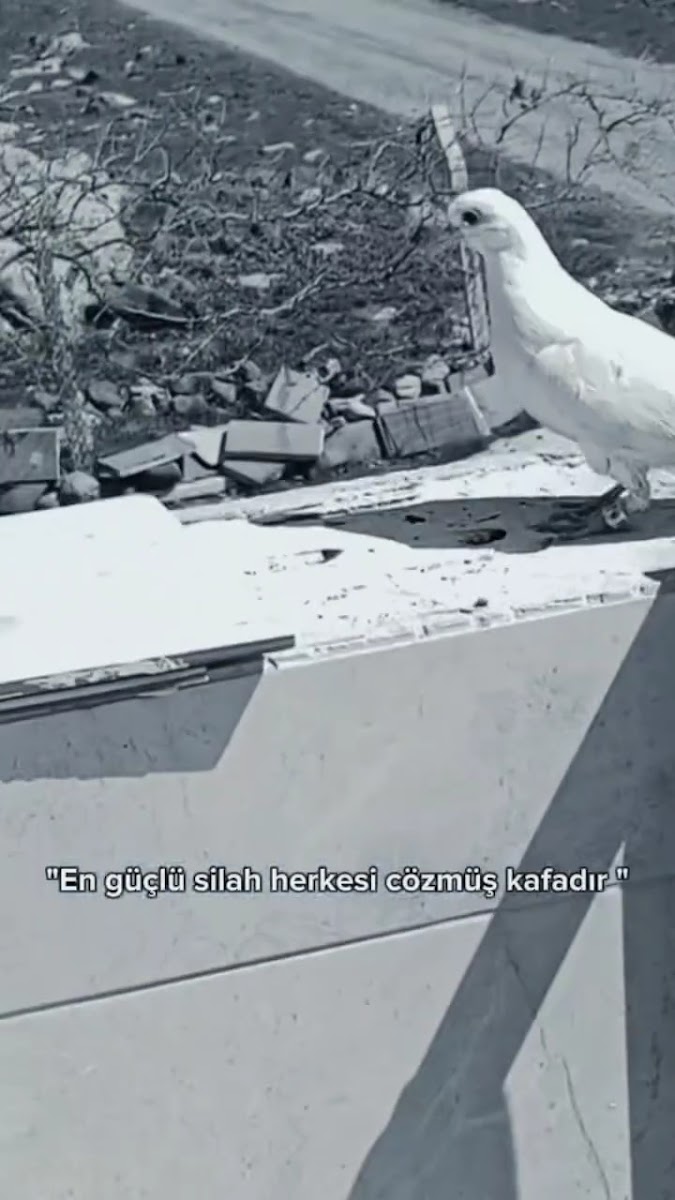 Anzele Parkı — fotoğraf 2