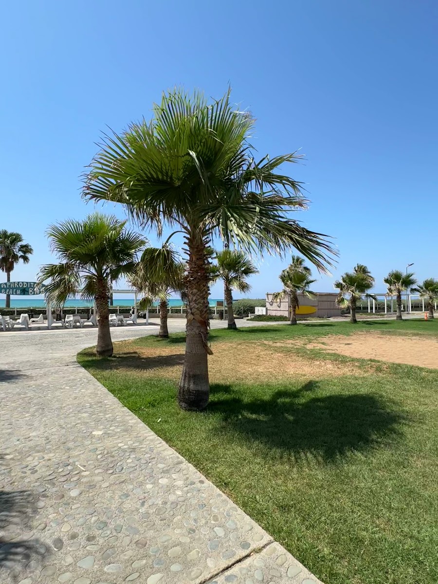 Aphrodite Beach Bar — photo 3