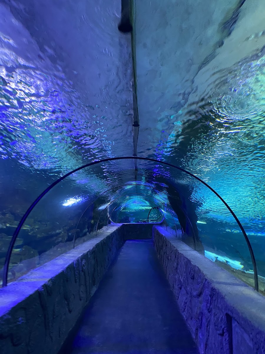 Aqua Vega Akvaryum — photo 2