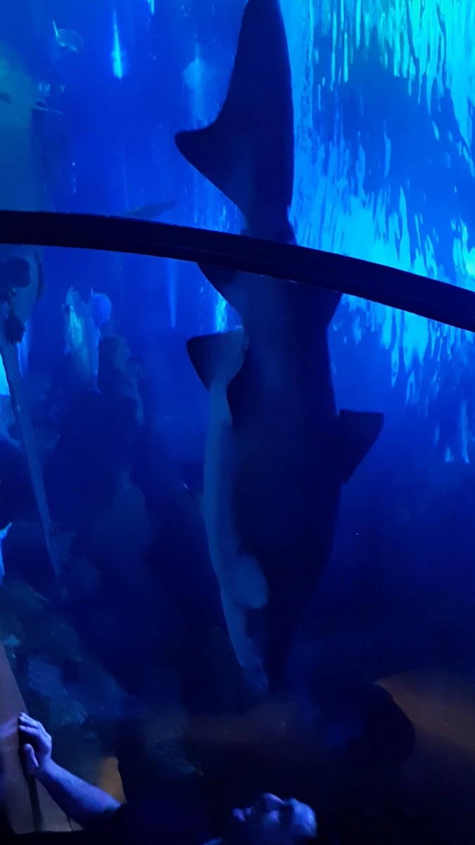 Aqua Vega Akvaryum — photo 3