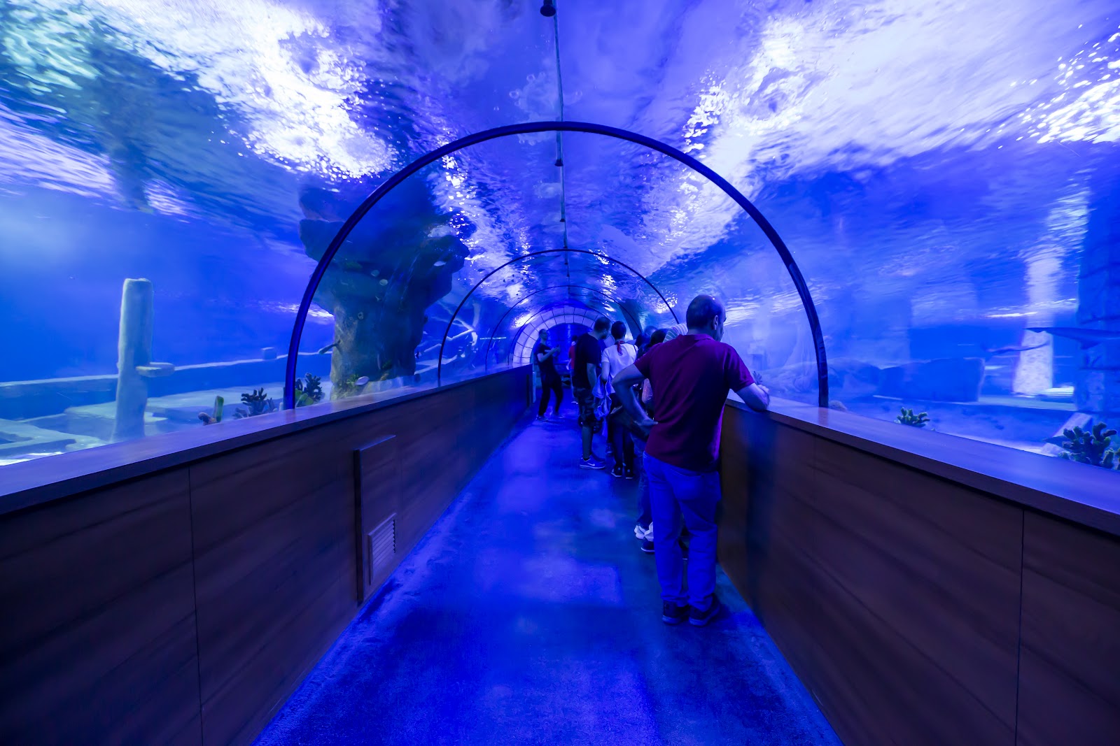 Aqua Vega Akvaryum — photo 5