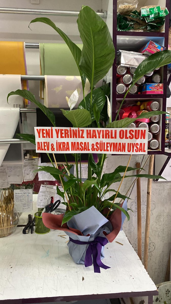 ARDAHAN ÇİÇEKÇİLİK ORKİDE — fotoğraf 2