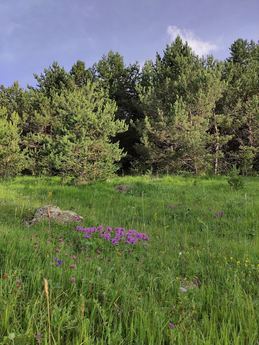 Ardahan Kent Ormanı — fotoğraf