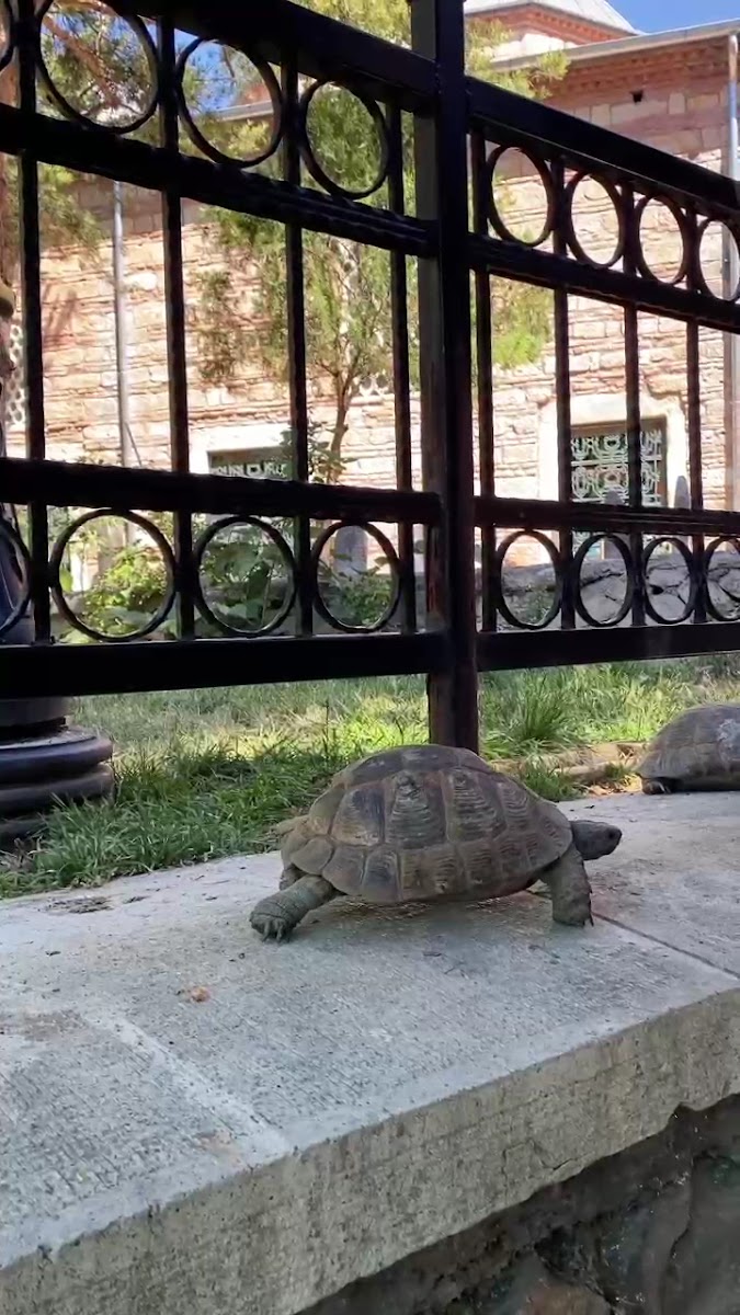 Aşıklı Sultan Türbesi — fotoğraf 3