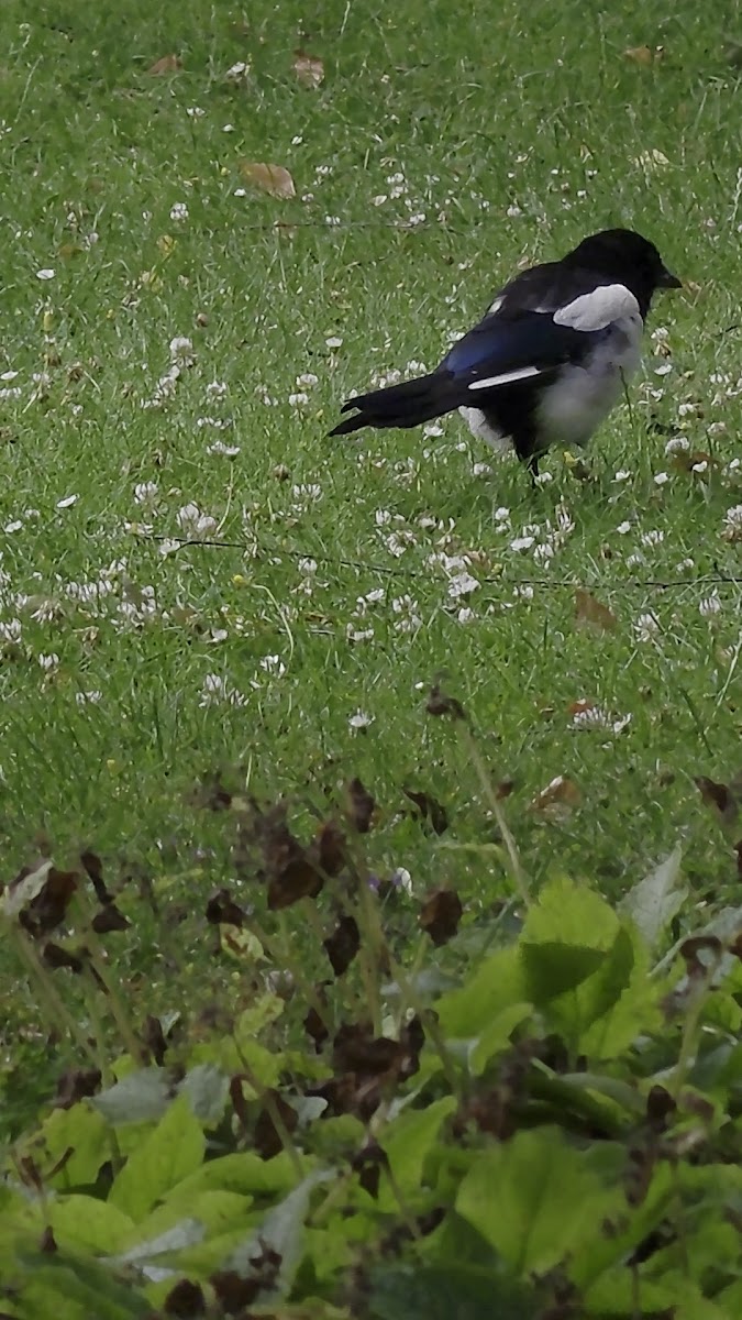 Assistens Cemetery — photo 3