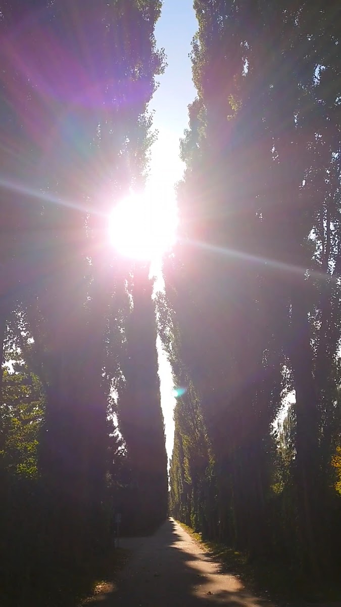 Assistens Cemetery — fotoğraf 3