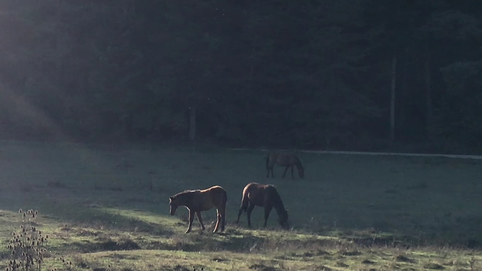 At Yaylası — fotoğraf 3