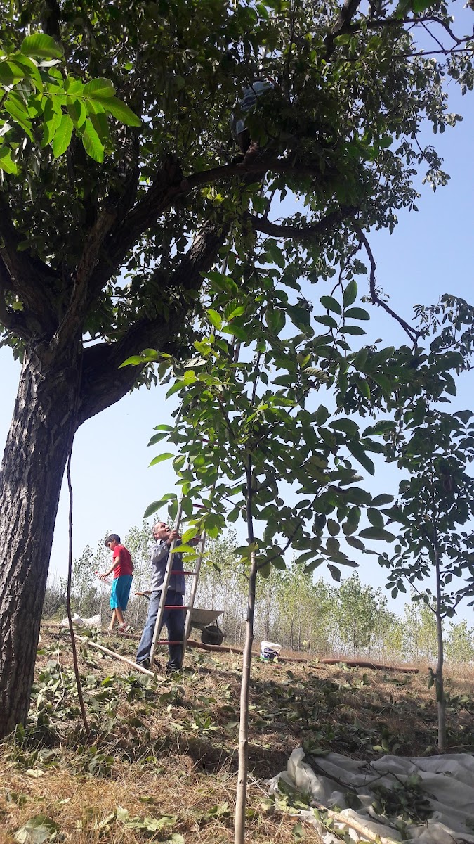 Atatürk Hatıra Ormanı — fotoğraf 4