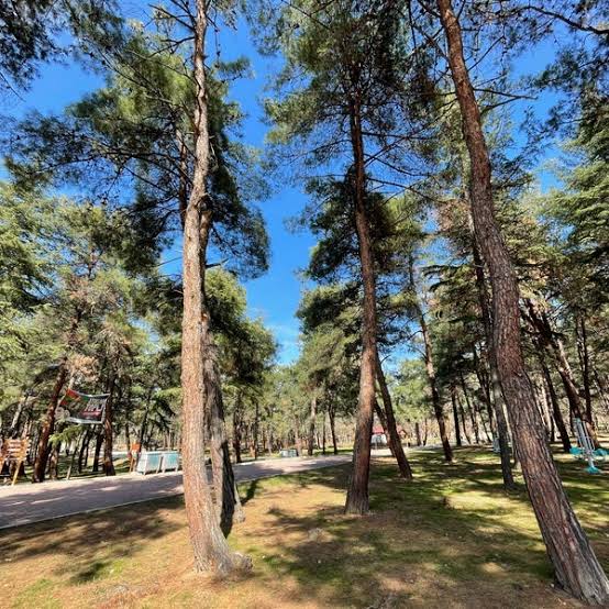Atatürk Ormanı Mesire Yeri — fotoğraf 1