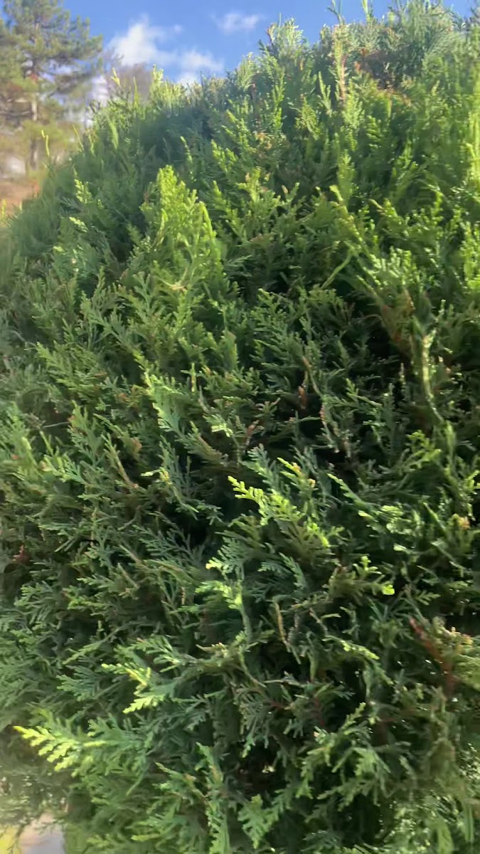 Atıf Hoca Türbesi — fotoğraf 3