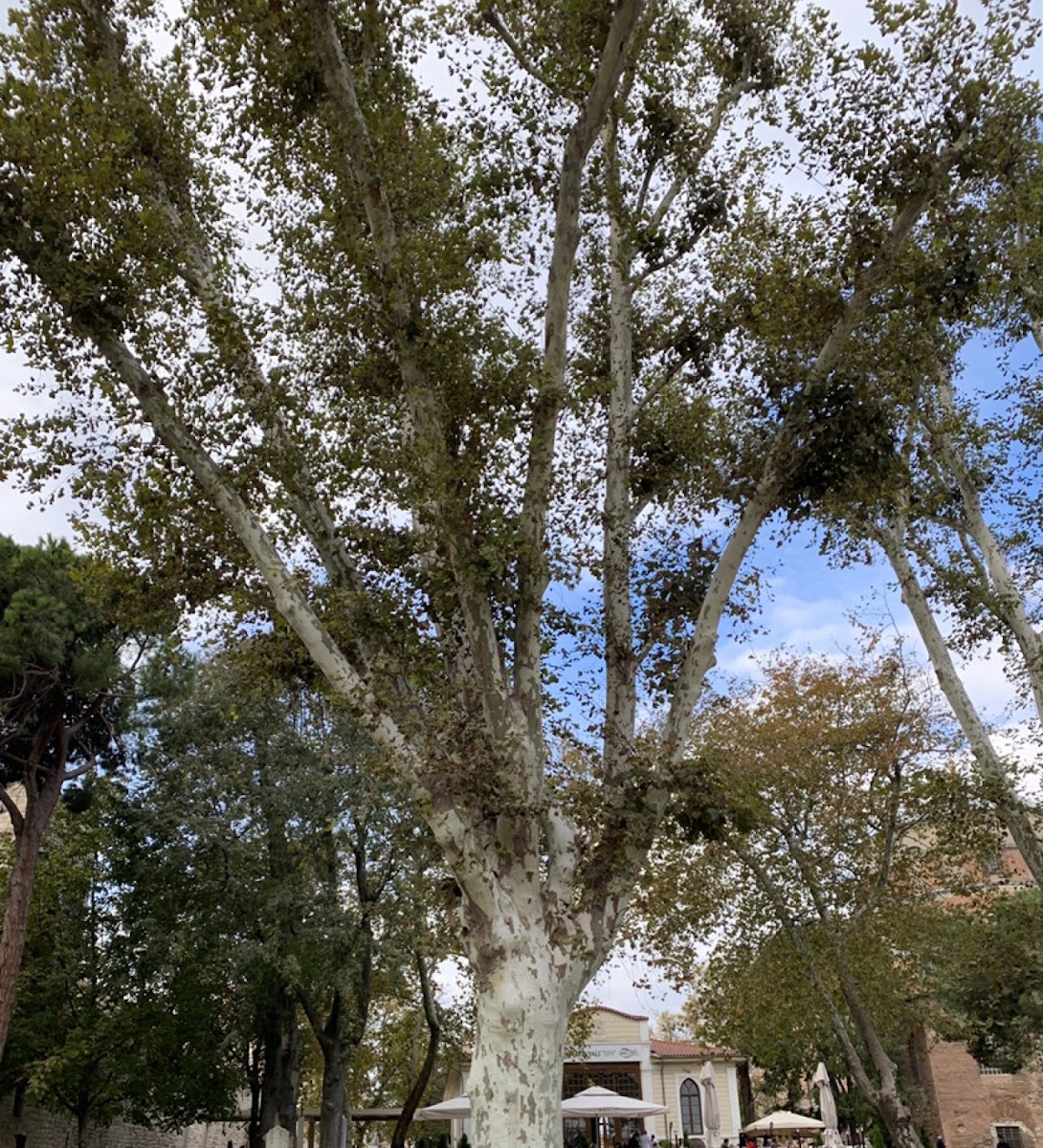 Aya İrini — photo 2