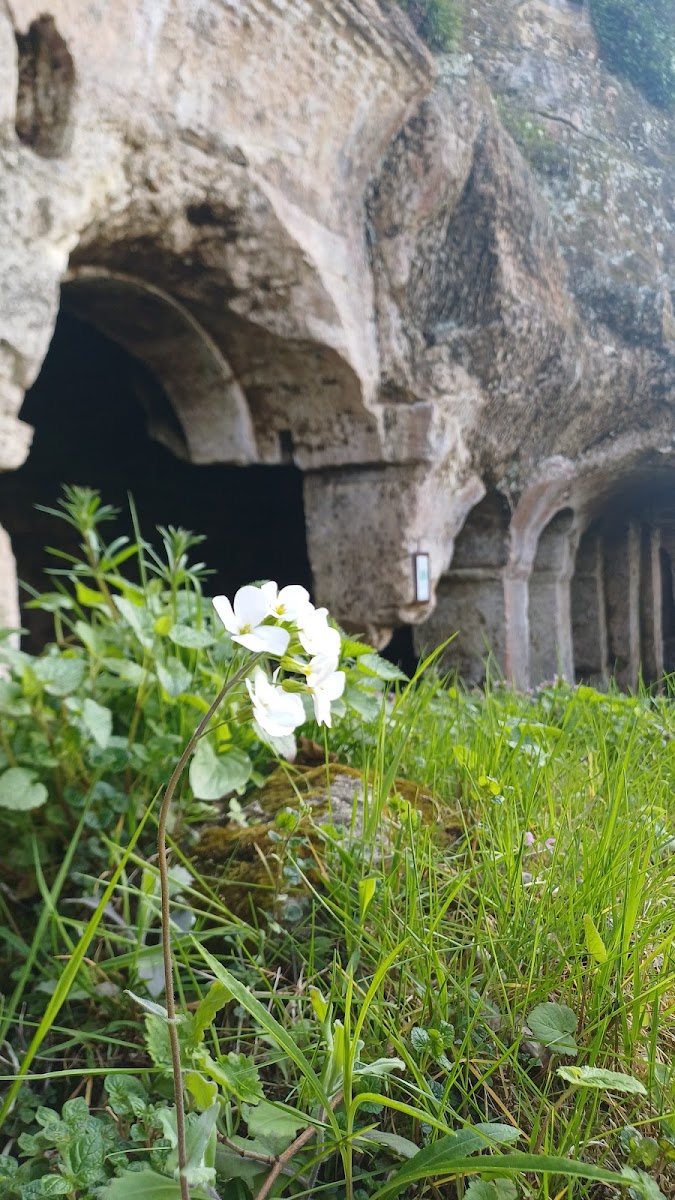 Aya Nikola Manastırı — fotoğraf 2