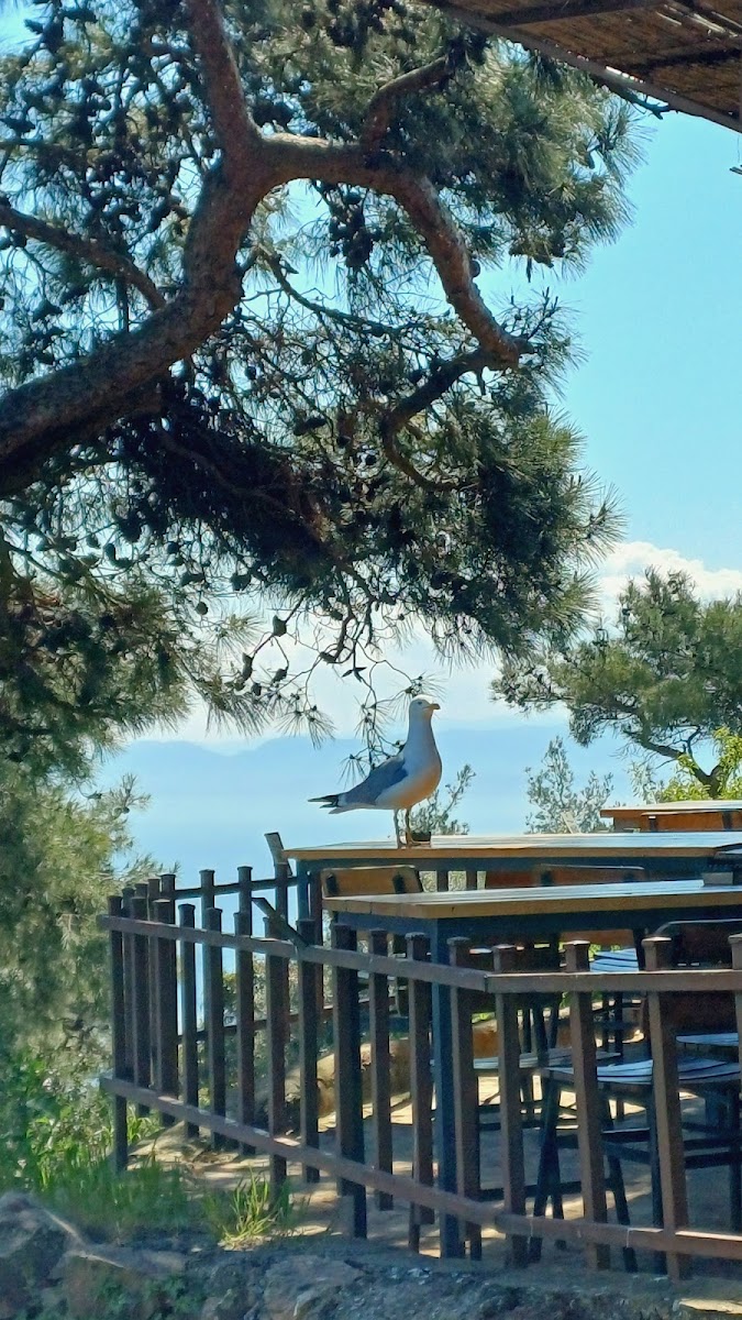 Aya Yorgi Rum Ortodoks Kilisesi — fotoğraf 2