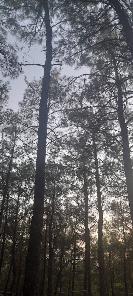 Ayvalık Badavut Tabiat Parkı — fotoğraf 2