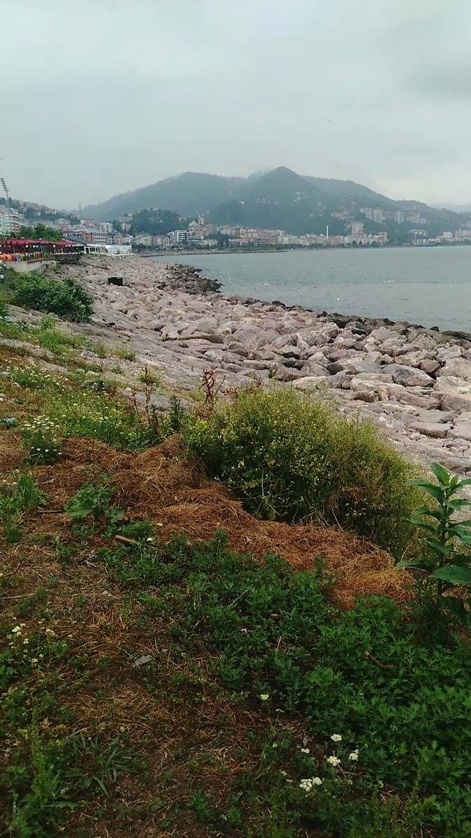 Ayvasıl Liman Düğün Salonu — fotoğraf 2