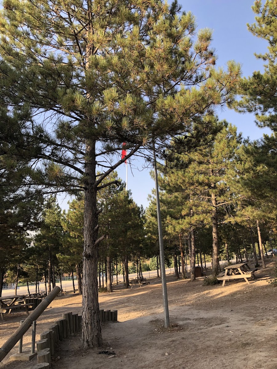 Bahabey Çamlığı — fotoğraf 3