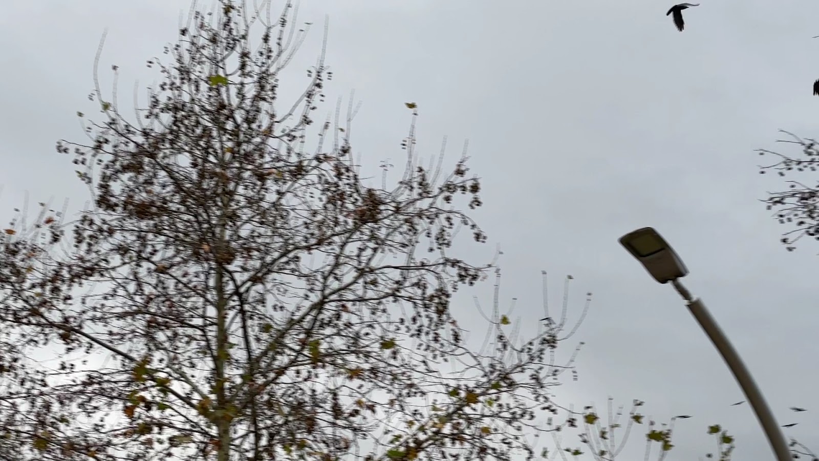 Bahçeşehir Gölet Parkı — fotoğraf 3